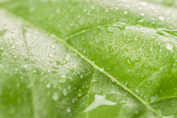 Bright fresh green leaf macro with rain water drops colorful floral wallpaper