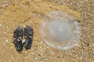 large jellyfish on the seashore in the sand © Uri