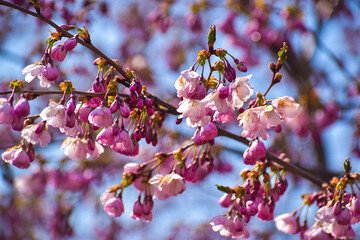 Cherry blossoms begin to bloom in spring