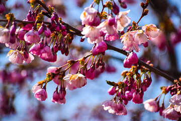 Closeup of cherry blossoms in bloom