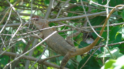 lizard on the ground