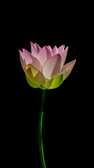 Fototapeta premium lotus flower isolated on black