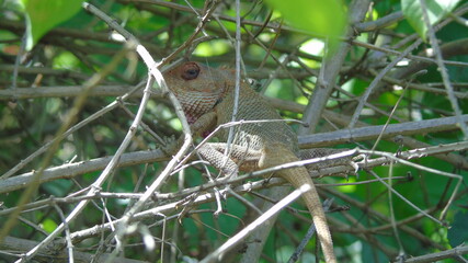chipmunk on a tree