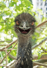 Head of funny ostrich or camel-bird smiling
