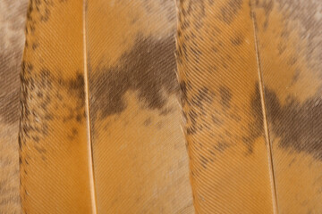 Beautiful Bright Brown, Orange, Black and White Barn Owl (Tyto alba) Feather Close up Detail...