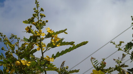 sky and grass