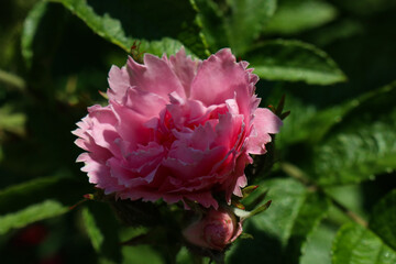 pink rose in the garden