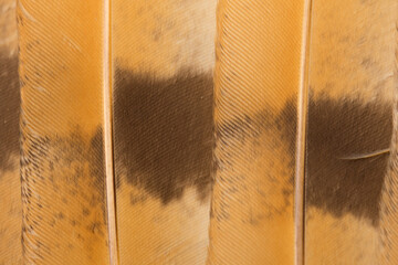 Beautiful Bright Brown, Orange, Black and White Barn Owl (Tyto alba) Feather Close up Detail...