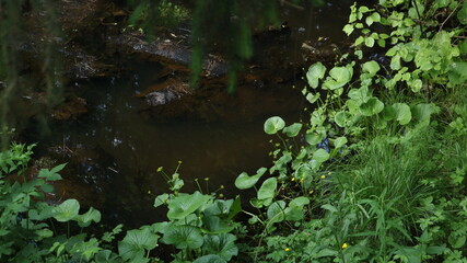 boggy stream in a dense overgrown forest with rotten snags and lush vegetation around