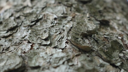 a fragment of pine bark with a clear detail of the particles and layers in a blurry frame