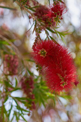 Red flowers of Bottlebrush Callistemon Citrinus in Crete, Greece with blurred background bokeh. Copy space.