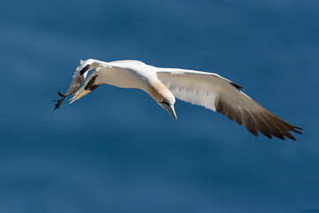 View of a Northern Gannet, Sula leucogaster, gliding in flight