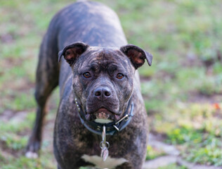 Staffordshire Bullterrier ist ein sehr beliebter Familienhund auch Babysitter Dog genannt 