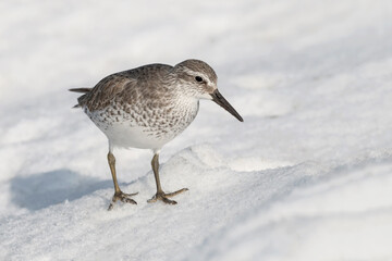Winter Knot in snow