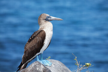 Fototapeta na wymiar Blue-Footed Booby, Sula nebouxii, from the Galapagos Islands