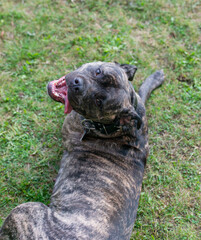 Staffordshire Bullterrier ist ein sehr beliebter Familienhund auch Babysitter Dog genannt 