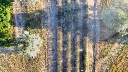 Overhead aerial view of Lavender Fields in the countryside, summer season, drone viewpoint