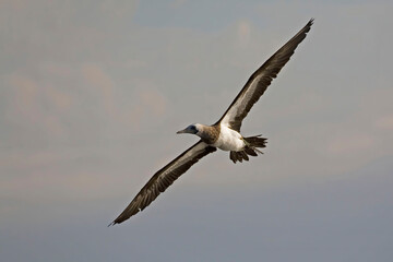 Brown Booby, Sula leucogaster, wings spread