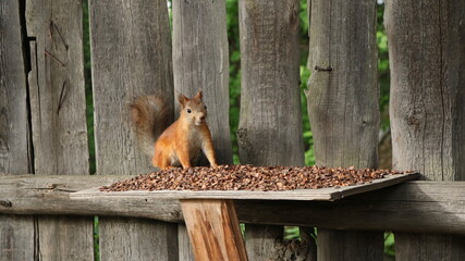 funny red-haired squirrel looking at the camera distracted from eating pine nuts poured in an open feeder near an old wooden fence in a park or backyard