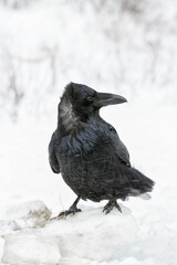 Raven in harsh winter weather