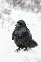 Raven in harsh winter weather