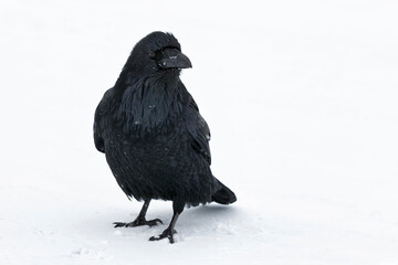 Raven in harsh winter weather