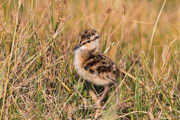 Redshank - newly hatched chick