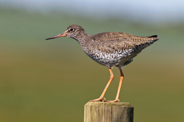 Redshank on sentry