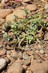 Sedum