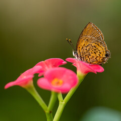 Photo of a butterfly on a flower