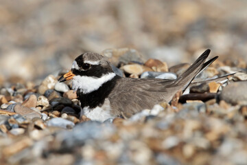 Ringed Plover on nest incubating egg clutch