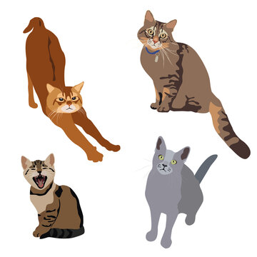 vector image. the illustration shows four cute cats of different breeds and ages