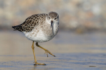 Ruff female - Reeve walking on an ice covered pool