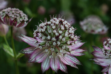 purple thistle flower
