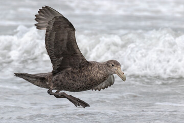 Southern Giant Petrel coming into land
