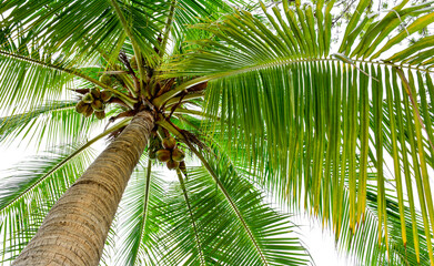 Panele Szklane Podświetlane  piękna palma