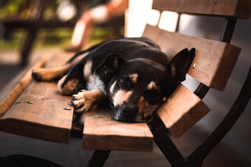 Śpiący pies na ławce