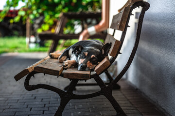 Naklejka premium Śpiący pies na ławce