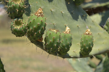 green prickly pears cactus close up