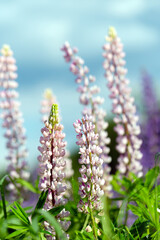Fototapeta premium Flowers of pink lupin on the field in natural sunlight.