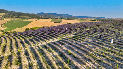 Fototapeta na wymiar Lavender meadows in open countryside. Amazing aerial view in summer season