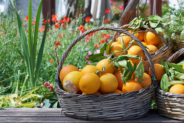Oranges in a trug on sunshine outdoors.