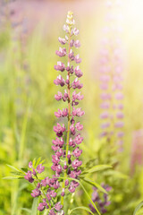 Obraz premium Flowers of pink lupin on the field in natural sunlight.