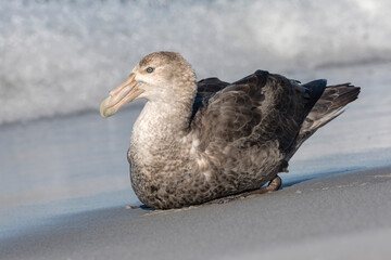 Southern Giant Petrel sat on the tideline