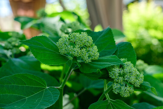 Green leaves and young mutons of unblown hydrangea.