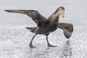 Southern Giant Petrel leaning into wind