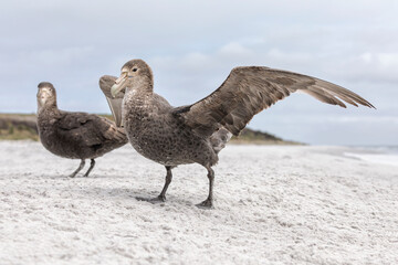 Southern Giant Petrel