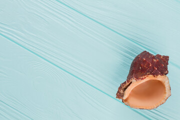 A conch shell on a turquoise background. Perfectly shaped sea shell.