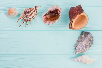 Different shaped seashells on a turquoise background. Beautiful colourful seashells.