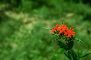 Small flowers of light red Lychnis close-up on the background of a lawn with green grass.